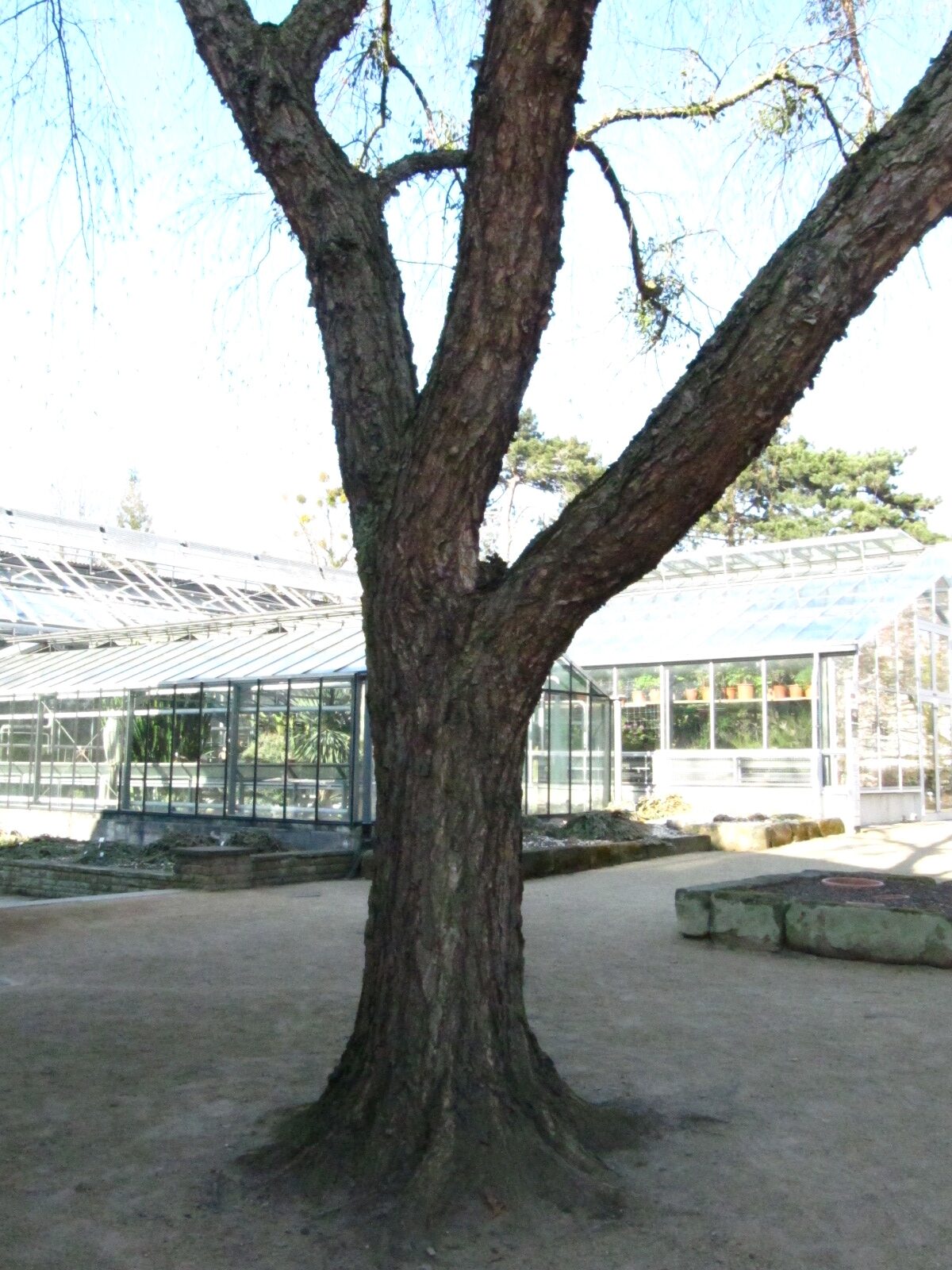 Betula nigra - Botanischer Garten Braunschweig - März 2025