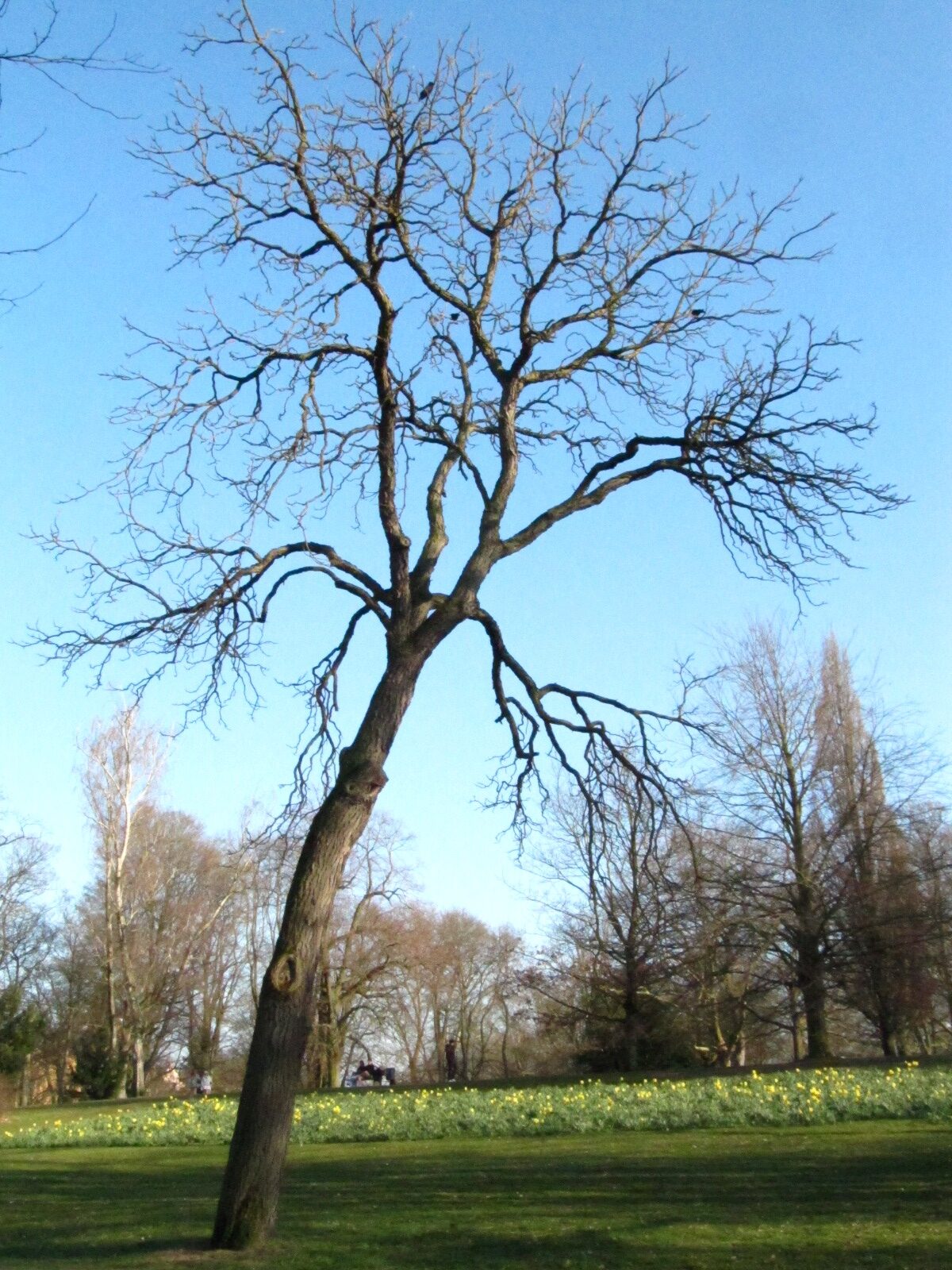 Gymnocladfus dioicus - Museumspark Braunschweig - März 2025
