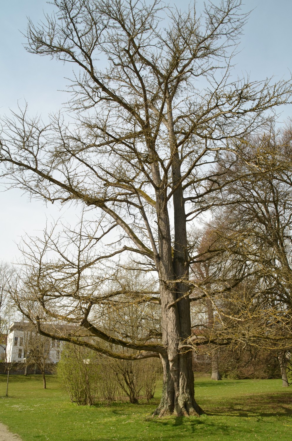 Ginkgo biloba - Schlosspark Eichtersheim - 2021
