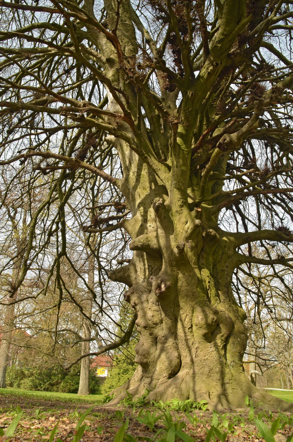 Fagus sylvatica 'Asplenifolia' - Schlosspark Eichtersheim - 2021