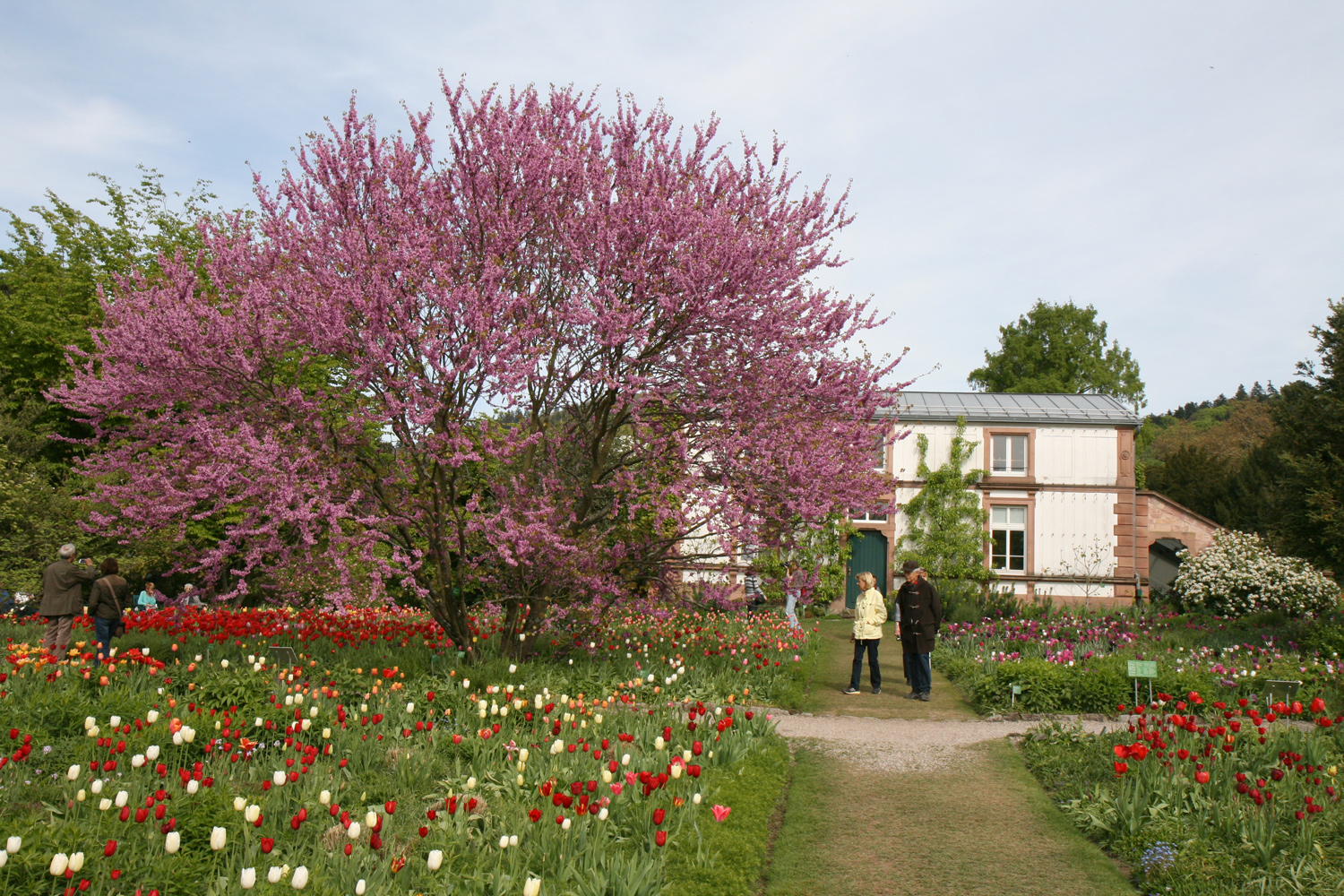 Cercis siliquastrum - Weinheim - April 2017