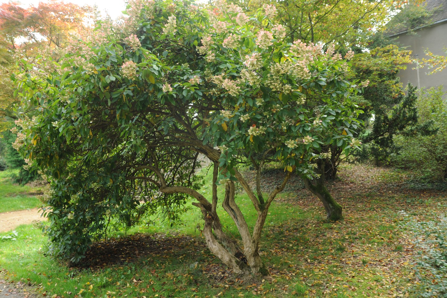 Hydrangea paniculata - Rothenburg/Oberlausitz - September 2014