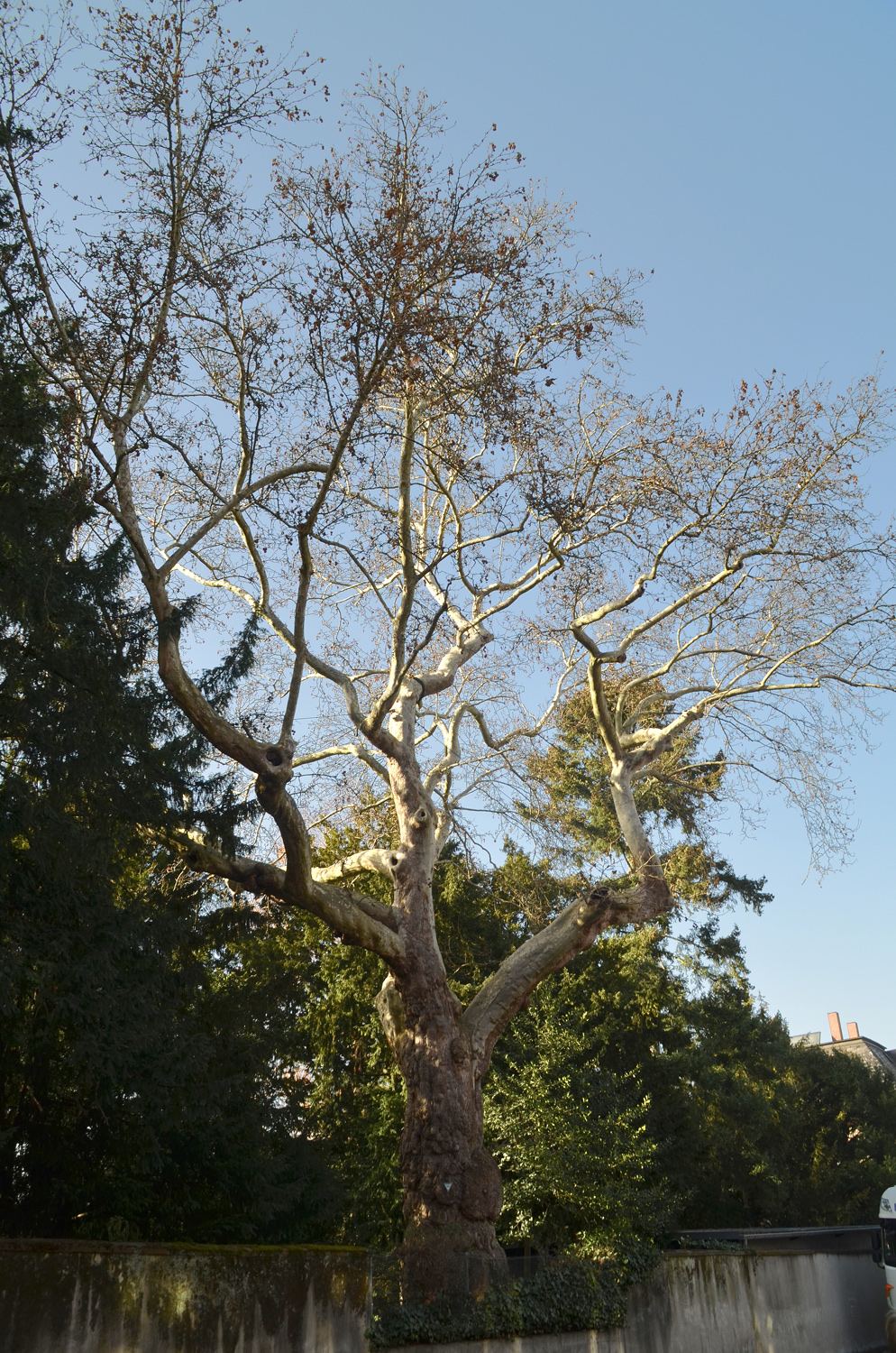 Platanus orientalis - Schau- und Sichtungsgarten Hermannshof - Februar 2021