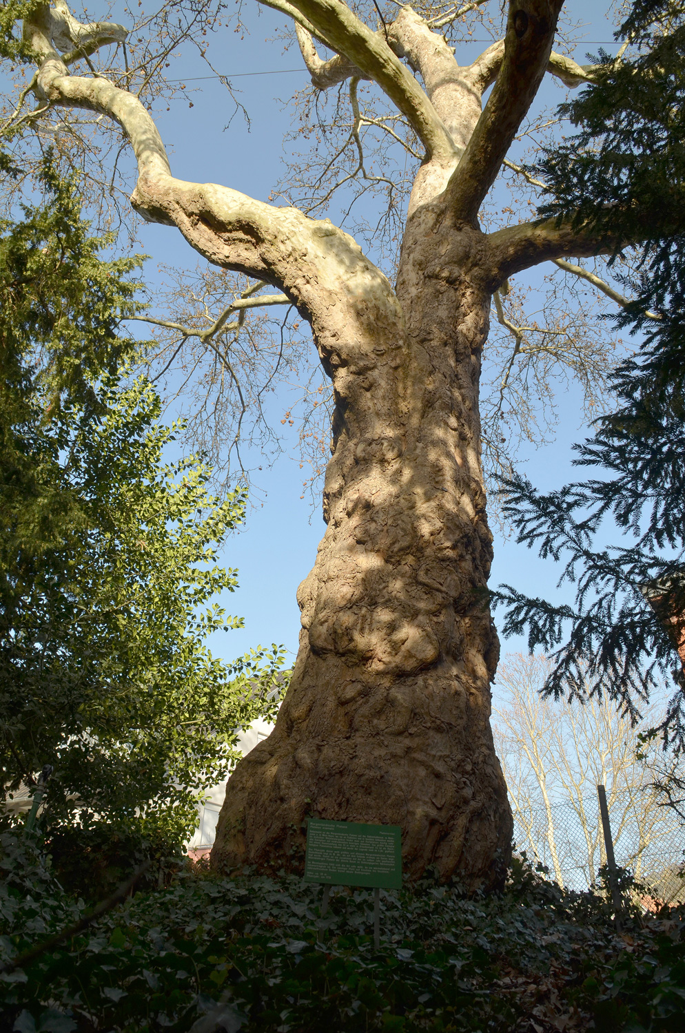 Platanus orientalis - Schau- und Sichtungsgarten Hermannshof - Februar 2021