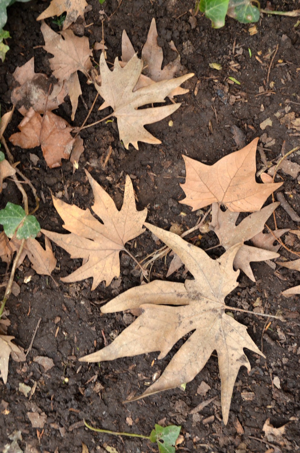 Platanus orientalis - Schau- und Sichtungsgarten Hermannshof - Februar 2021