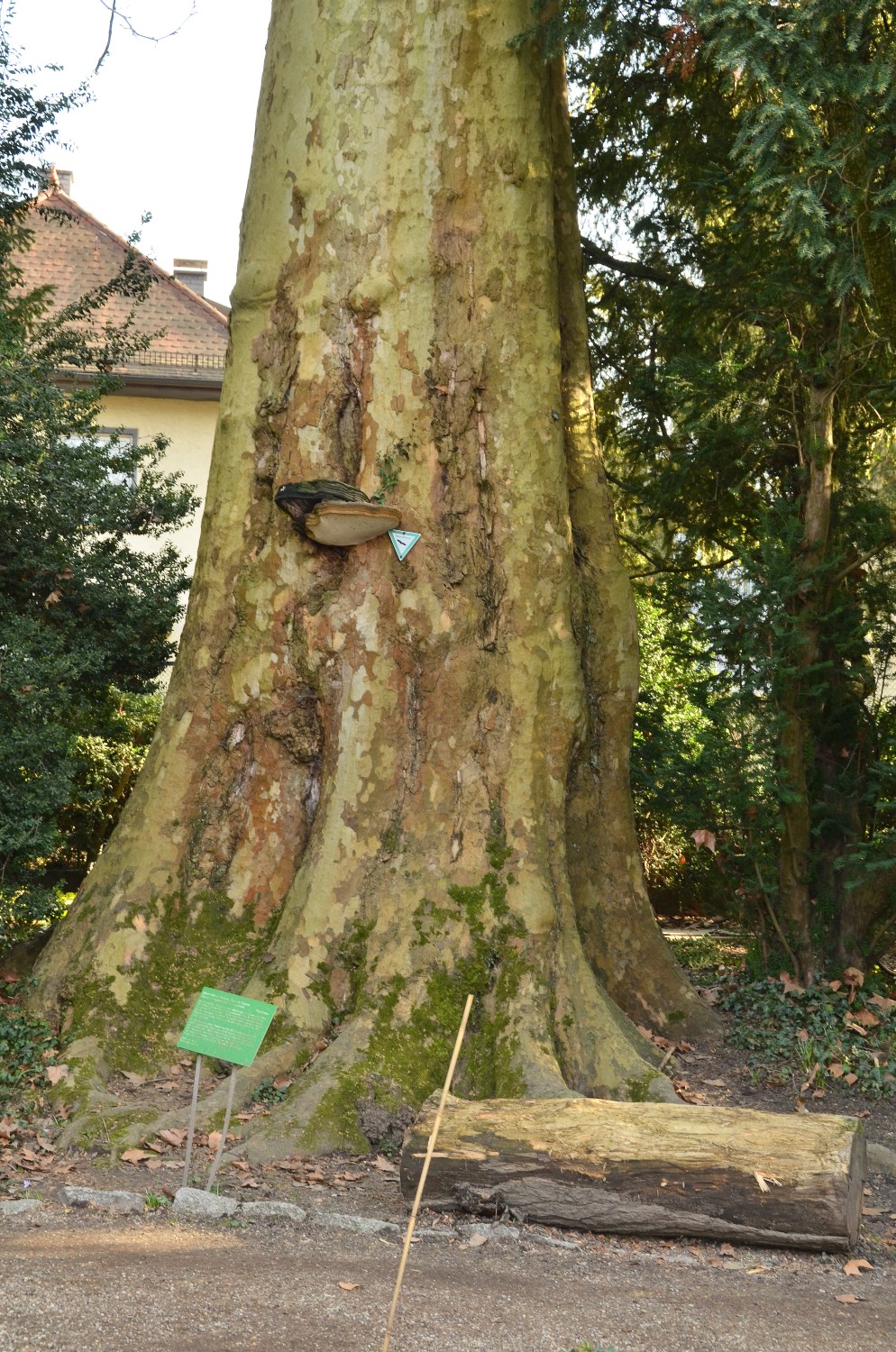 Platanus × hispanica - Weinheim-Hermannshof - Februar 2021