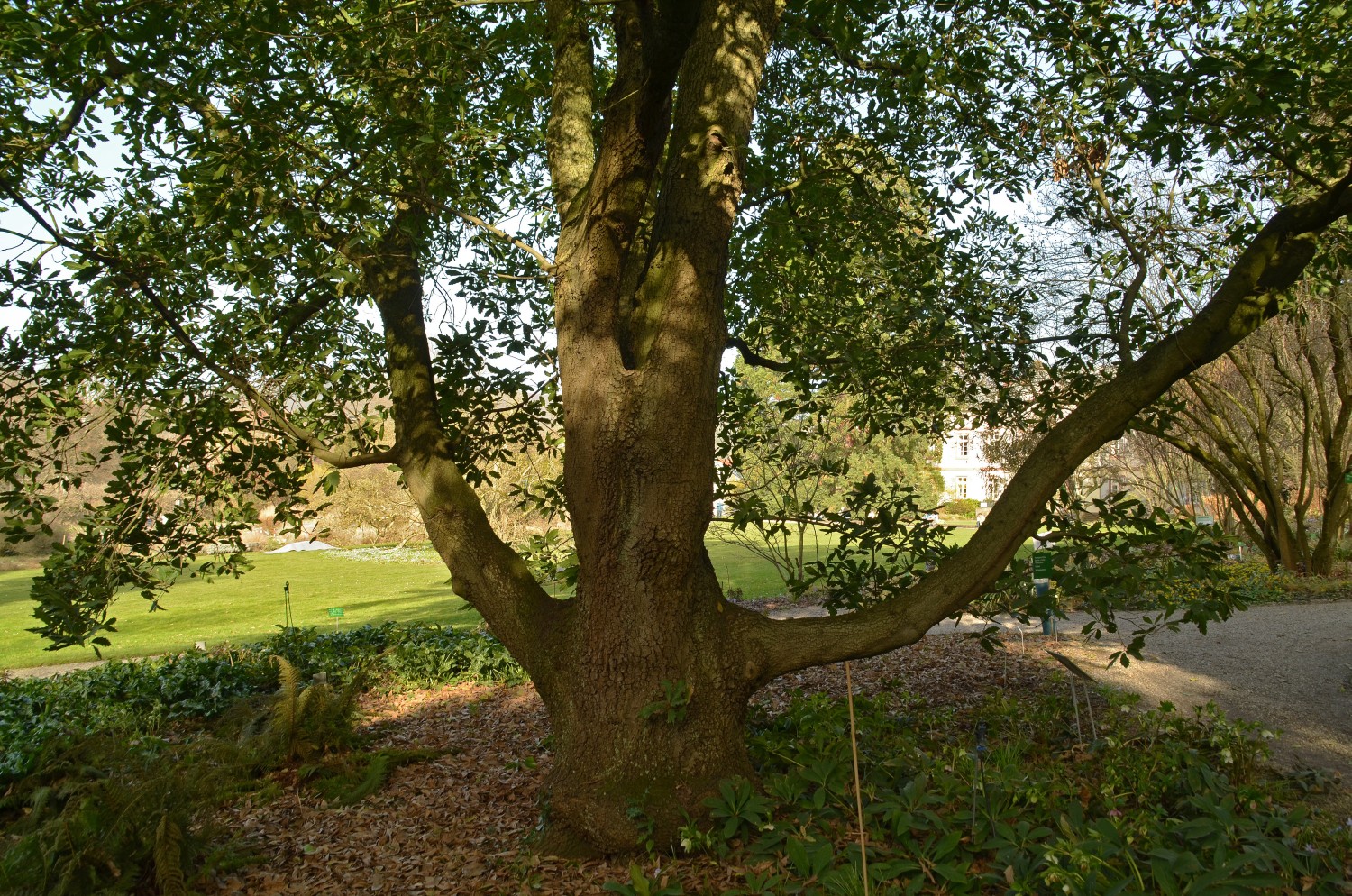 Quercus × turneri 'Pseudoturneri' - Weinheim-Hermannshof - Febr. 2021
