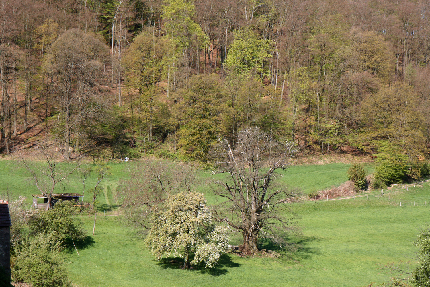 Castanea sativa - Birkenau-Schnorrenbach - April 2017