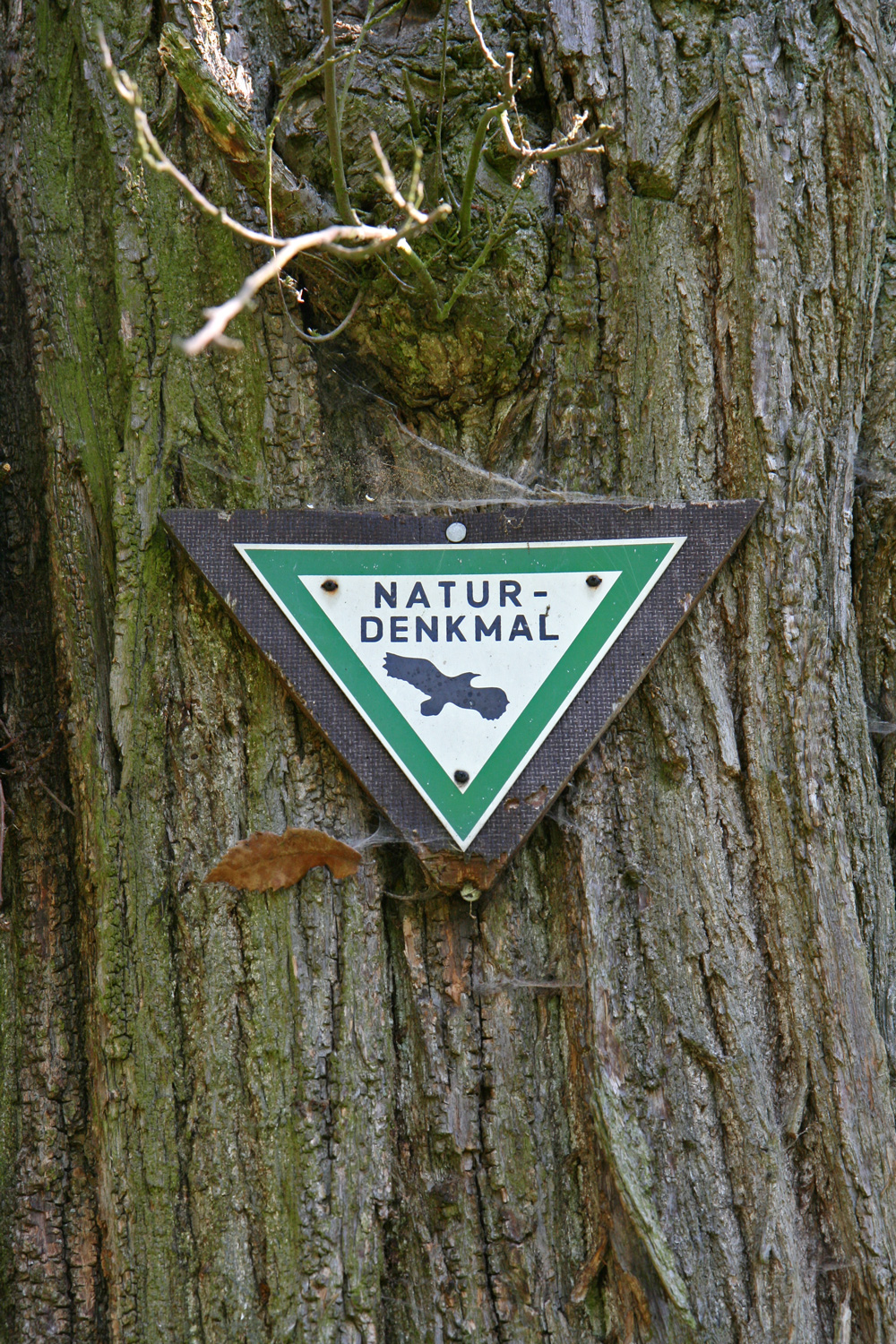 Castanea sativa - Birkenau-Schnorrenbach - April 2017