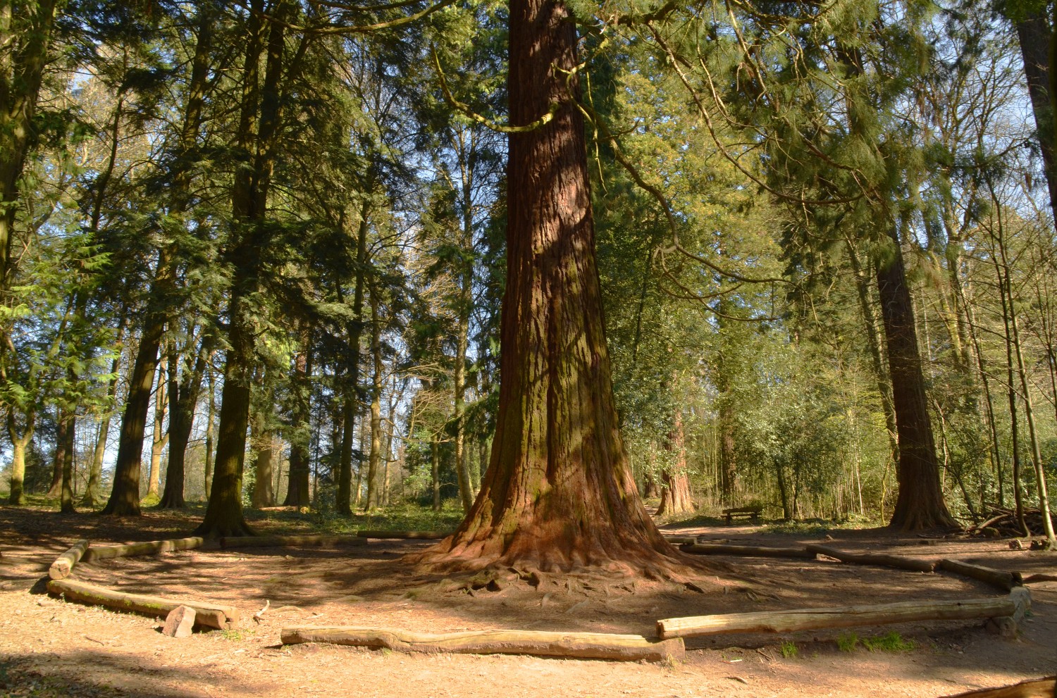 Sequoiadendron giganteum - Heidelberg - 2021