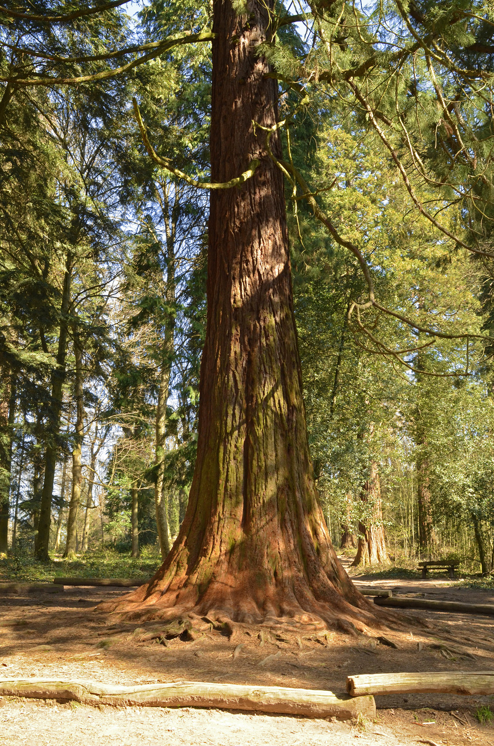 Sequoiadendron giganteum - Heidelberg - März 2021