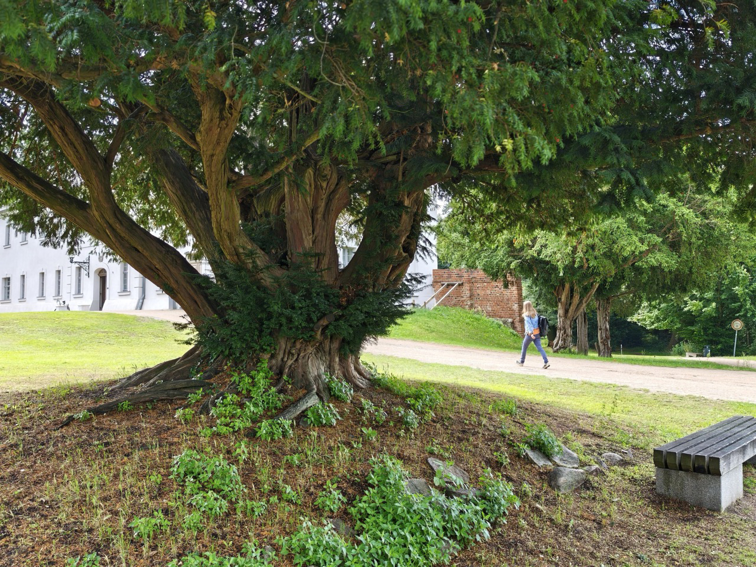 Schlosseibe bei Schloss Baruth/Mark - August 2025