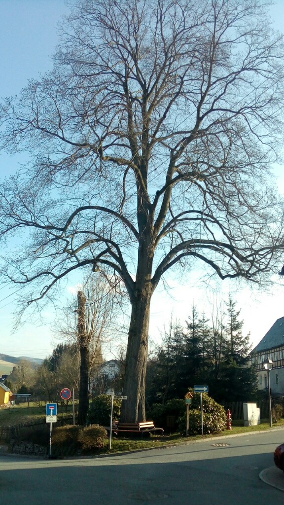 Ulmus glabra - Grünstädtel - 2017