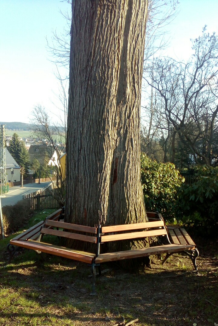 Ulmus glabra - Grünstädtel - 2017