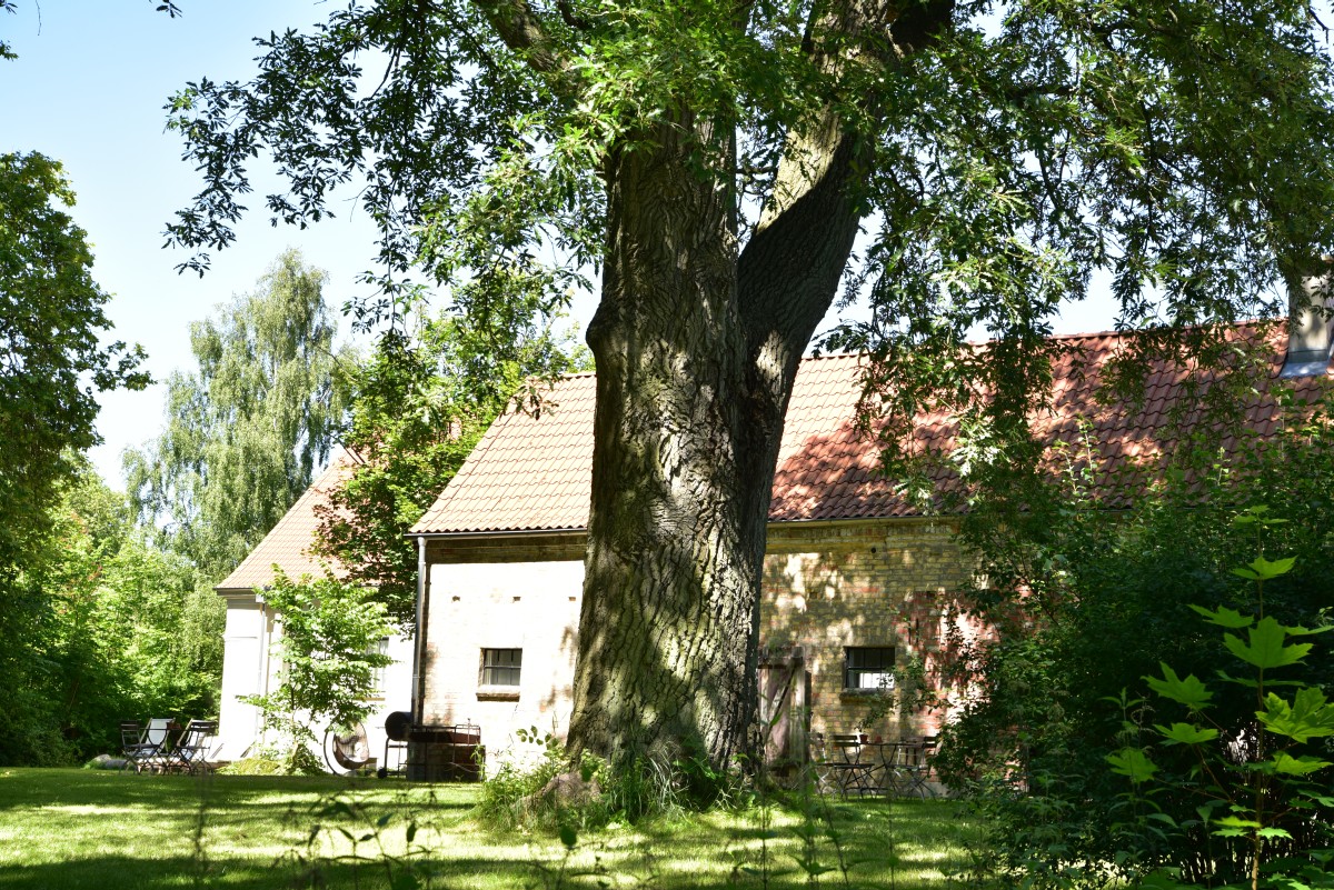 Quercus cerris - Fincken - 2017