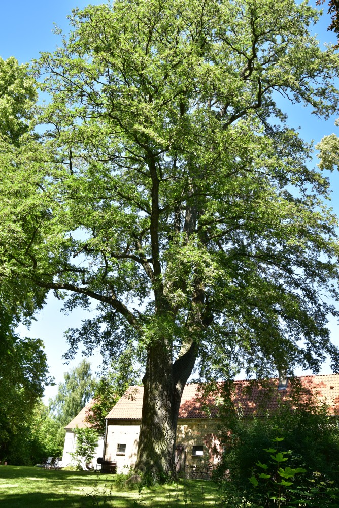 Quercus cerris - Fincken - 2017