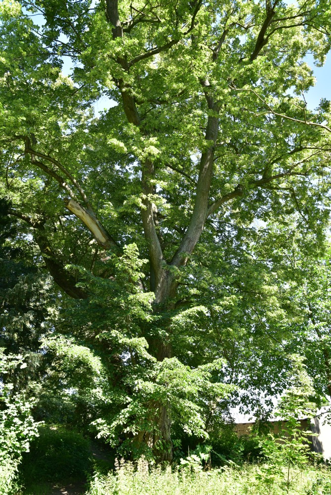 Tilia tomentosa - Fincken - 2017