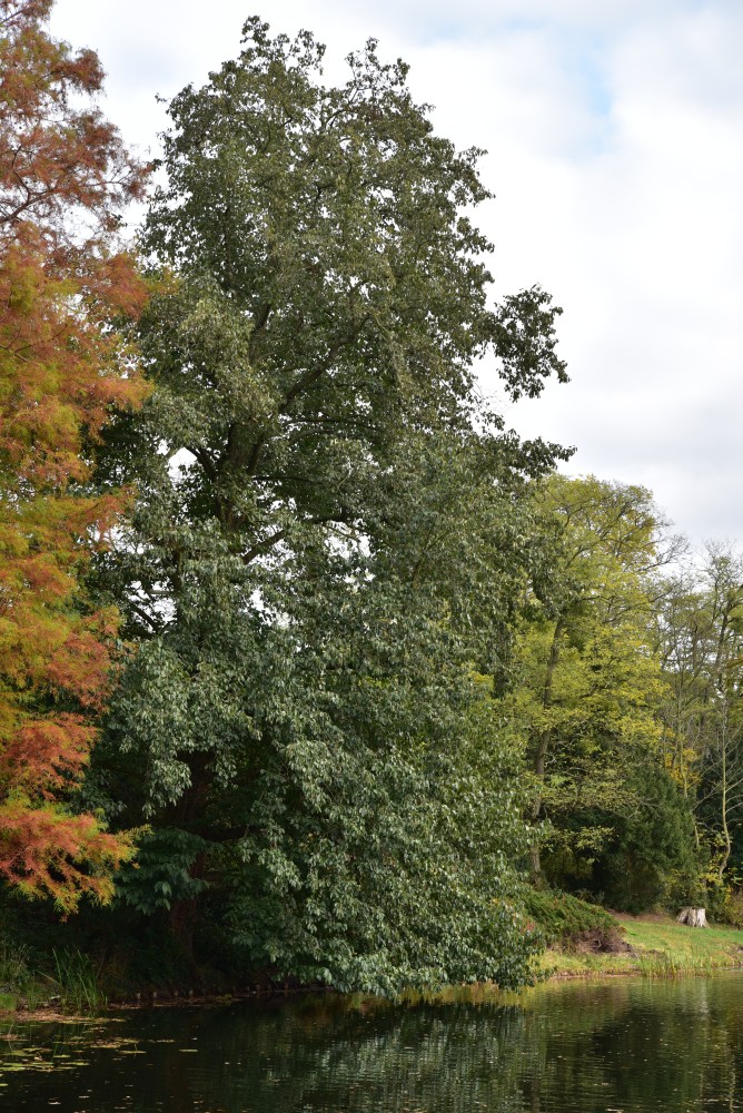 Alnus japonica - Wörlitz - 2017