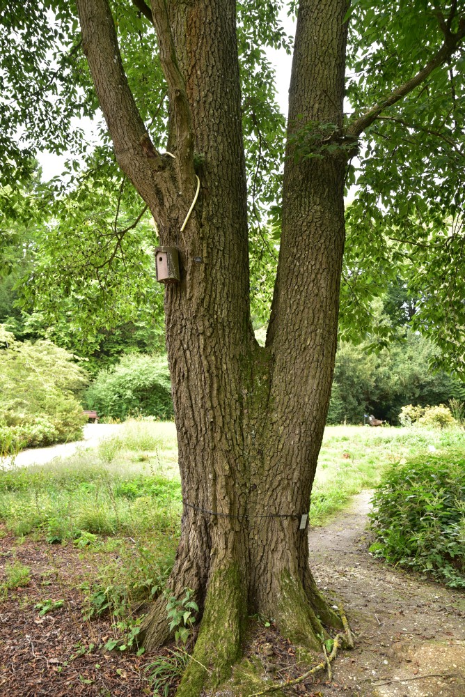 Alnus japonica - München - 2017