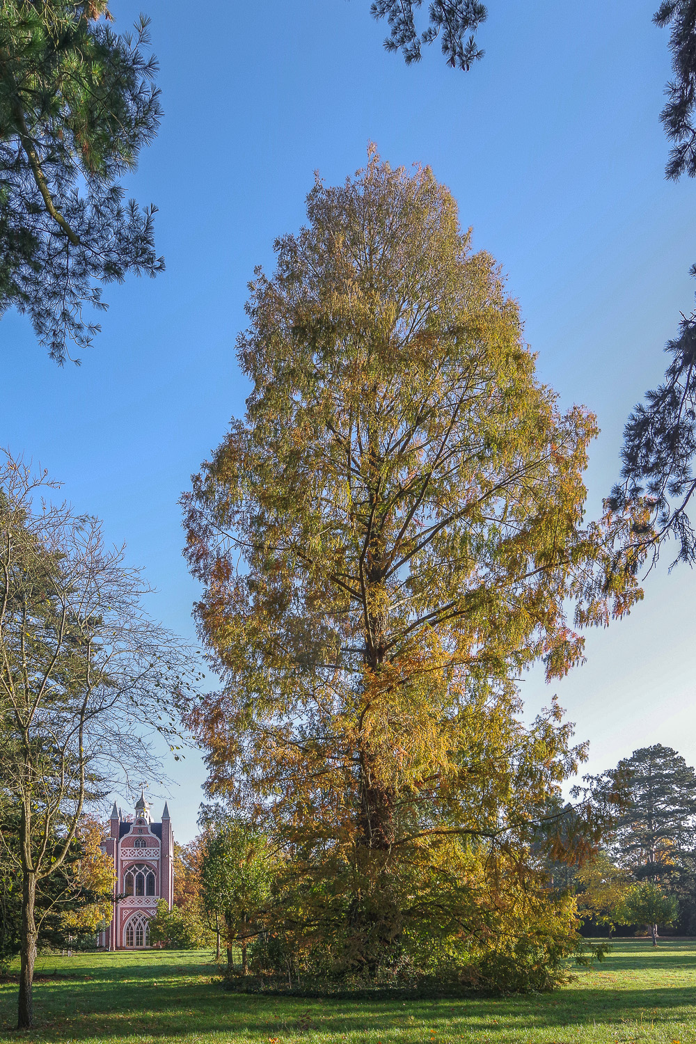Metasequoia glyptostroboides - Wörlitz - Okt. 2021