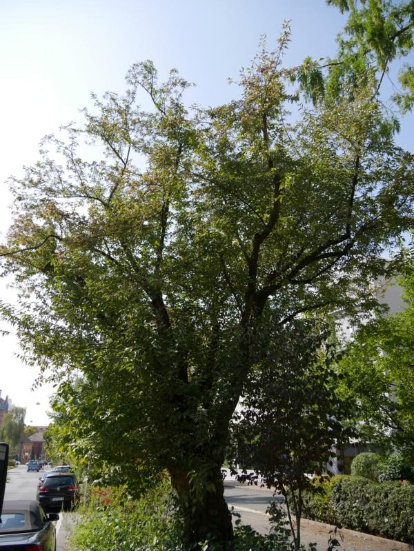 Cornus mas - Nünberg