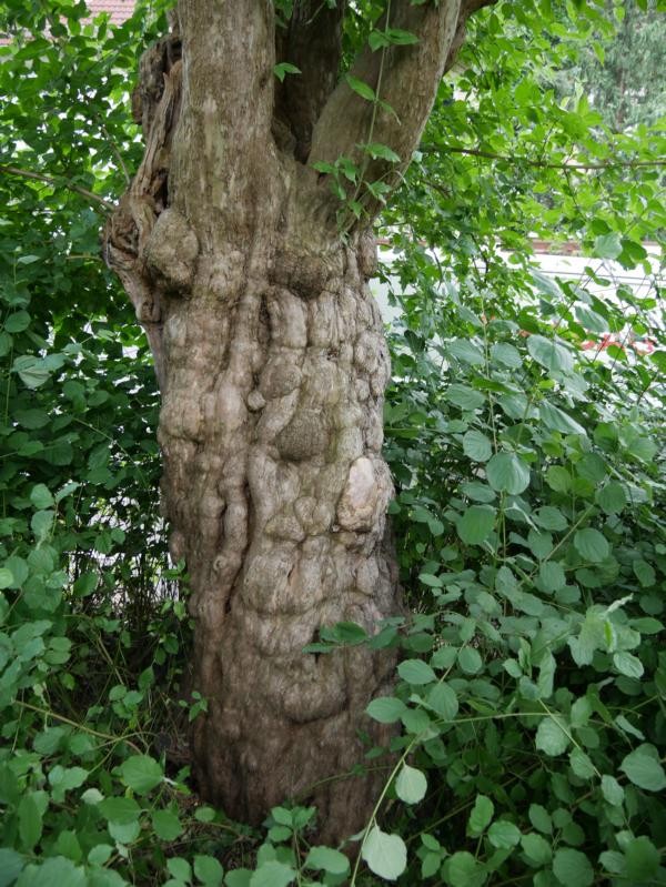 Cornus mas - Nünberg