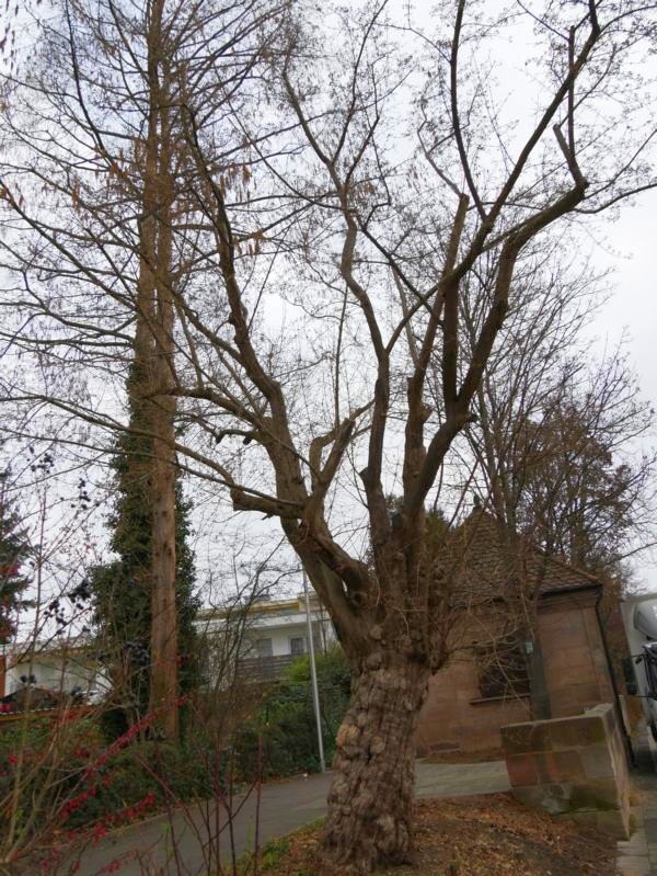 Cornus mas - Nünberg