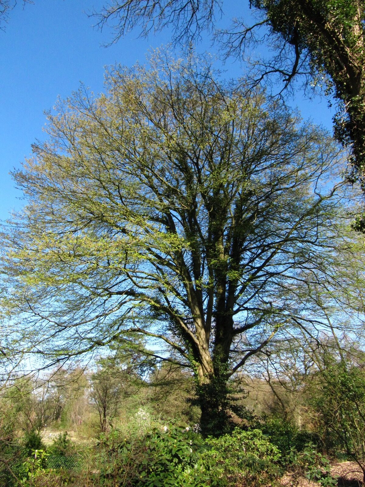 Carpinus betulus - Bremen-Horn-Lehe - April 2025