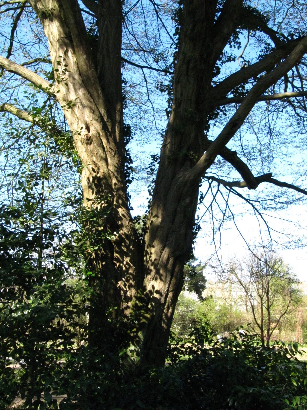 Carpinus betulus - Bremen-Horn-Lehe - April 2025