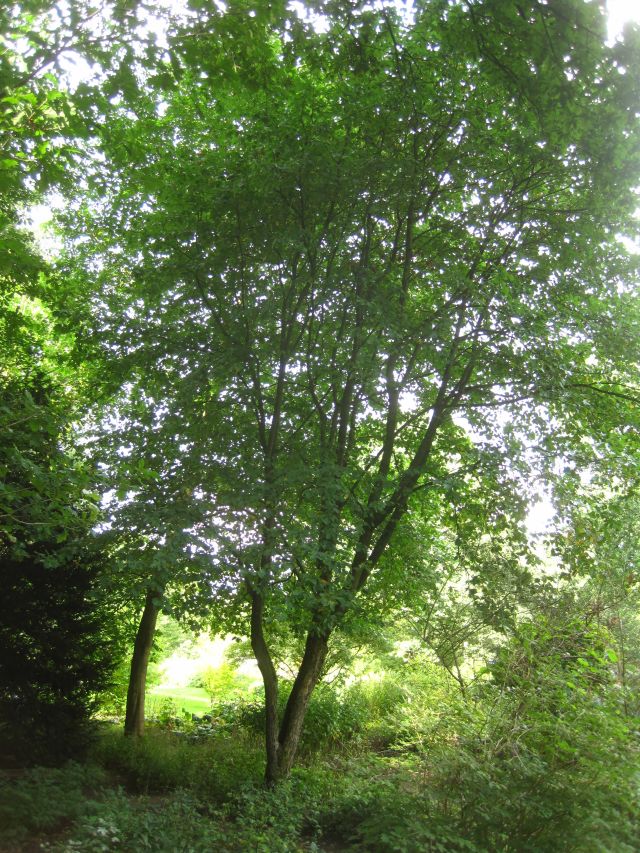 Sorbus torminalis - Botanischer Garten Bremen