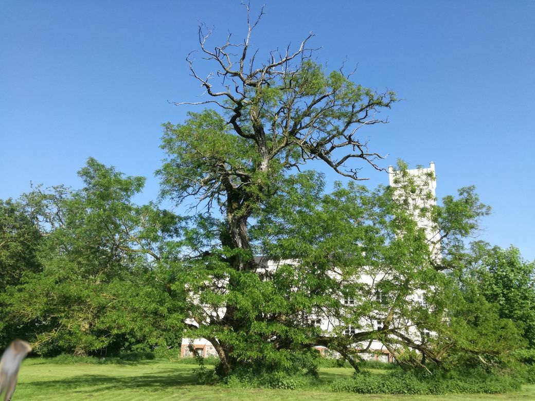 Robinia pseudoacatioa im Schlosspark in Plötz