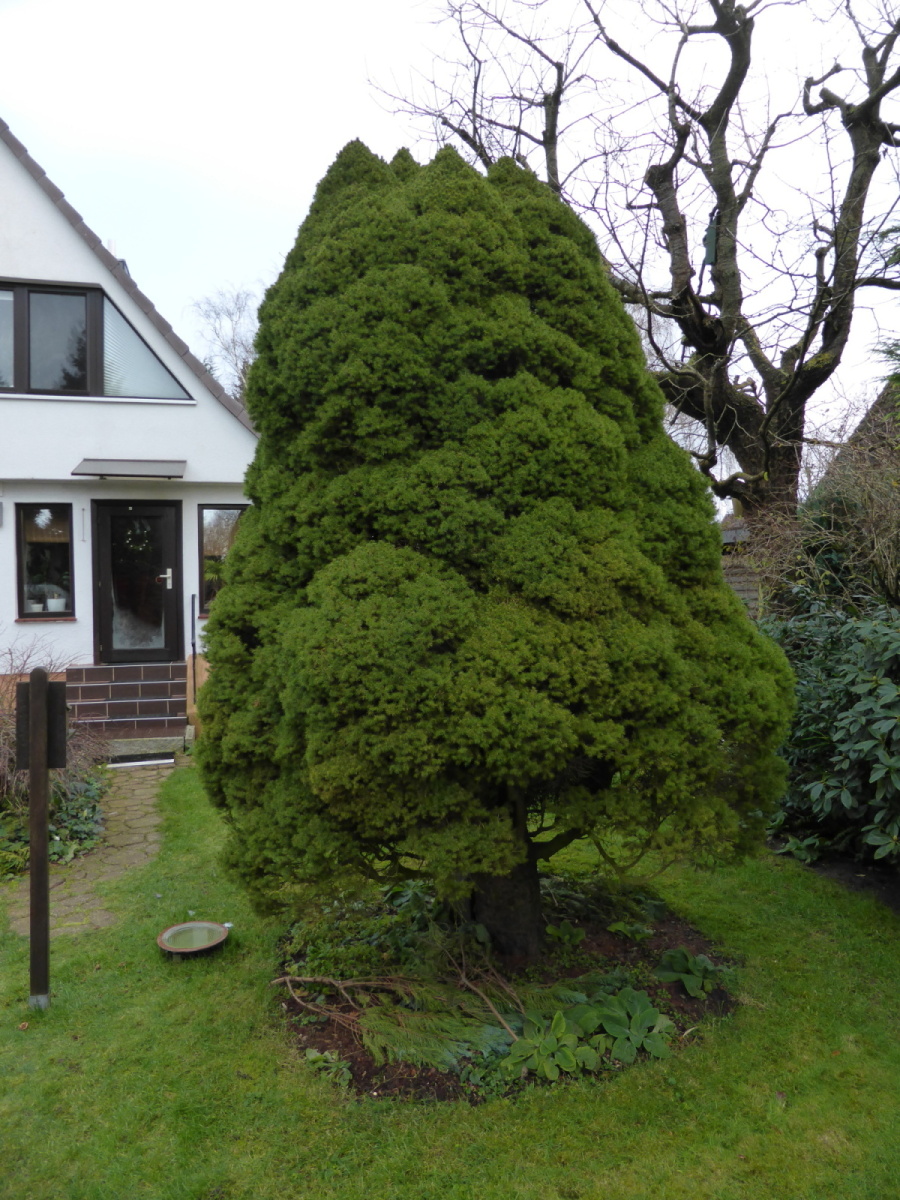 Picea glauca 'Conica' - Kiel - Dezember 2017