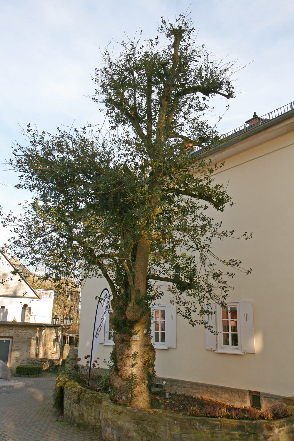 Ilex aquifolium - Braunfels - Febr. 2019