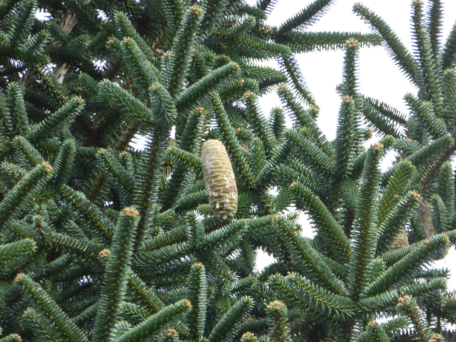 Abies pinsapo - Dresden Botanischer Garten - September 2015