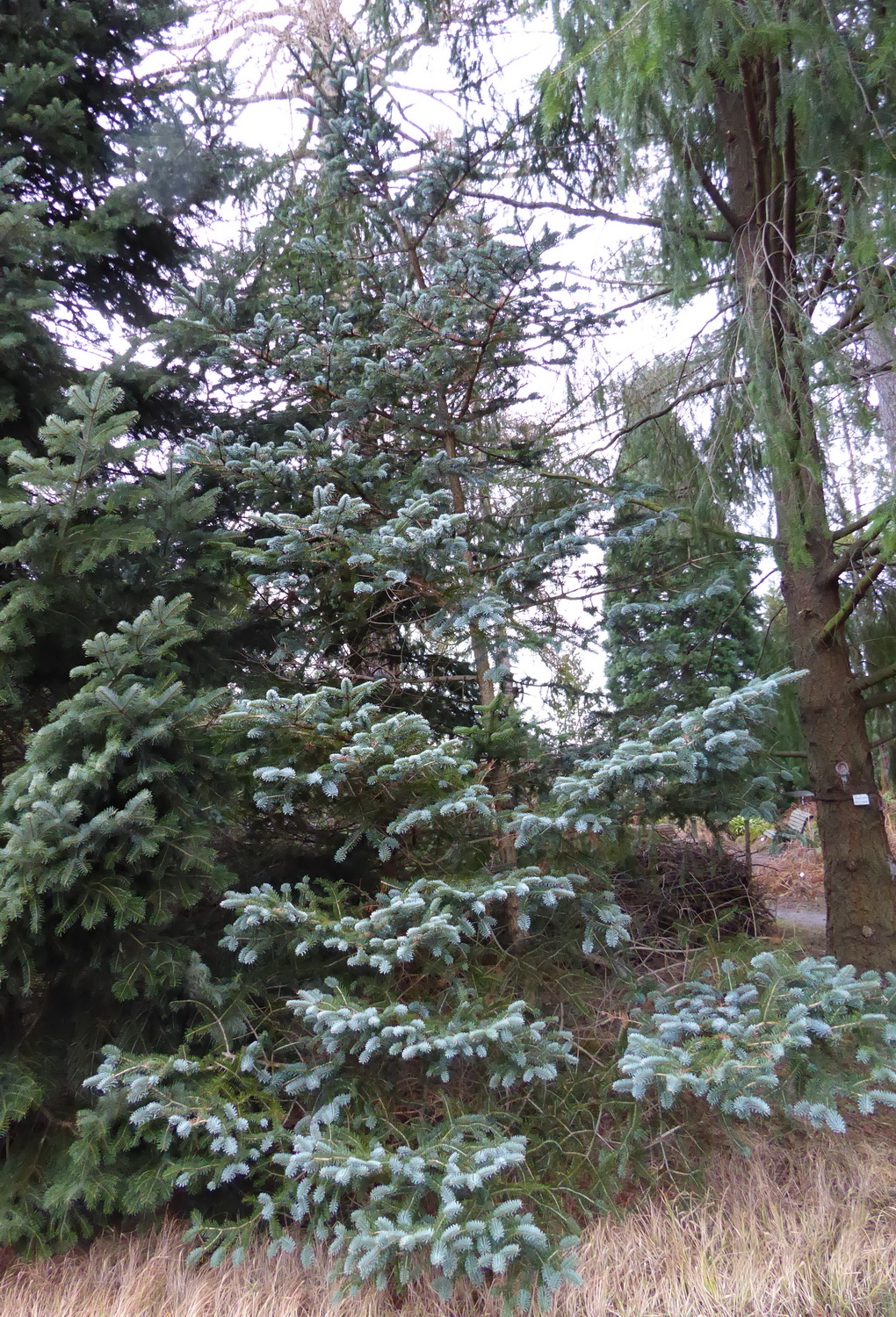 Abies squamata - Dresden Botanischer Garten - Februar 2023