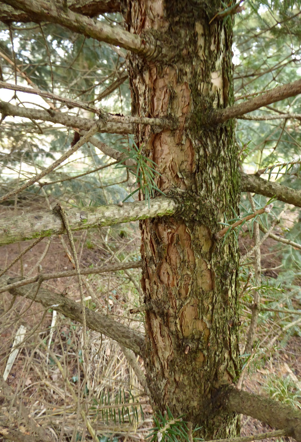 Abies squamata - Dresden Botanischer Garten -Februar 2023