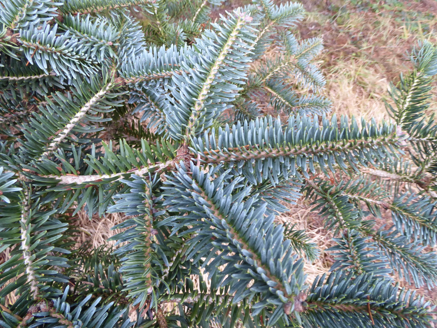 Abies squamata - Dresden Botanischer Garten -Februar 2023