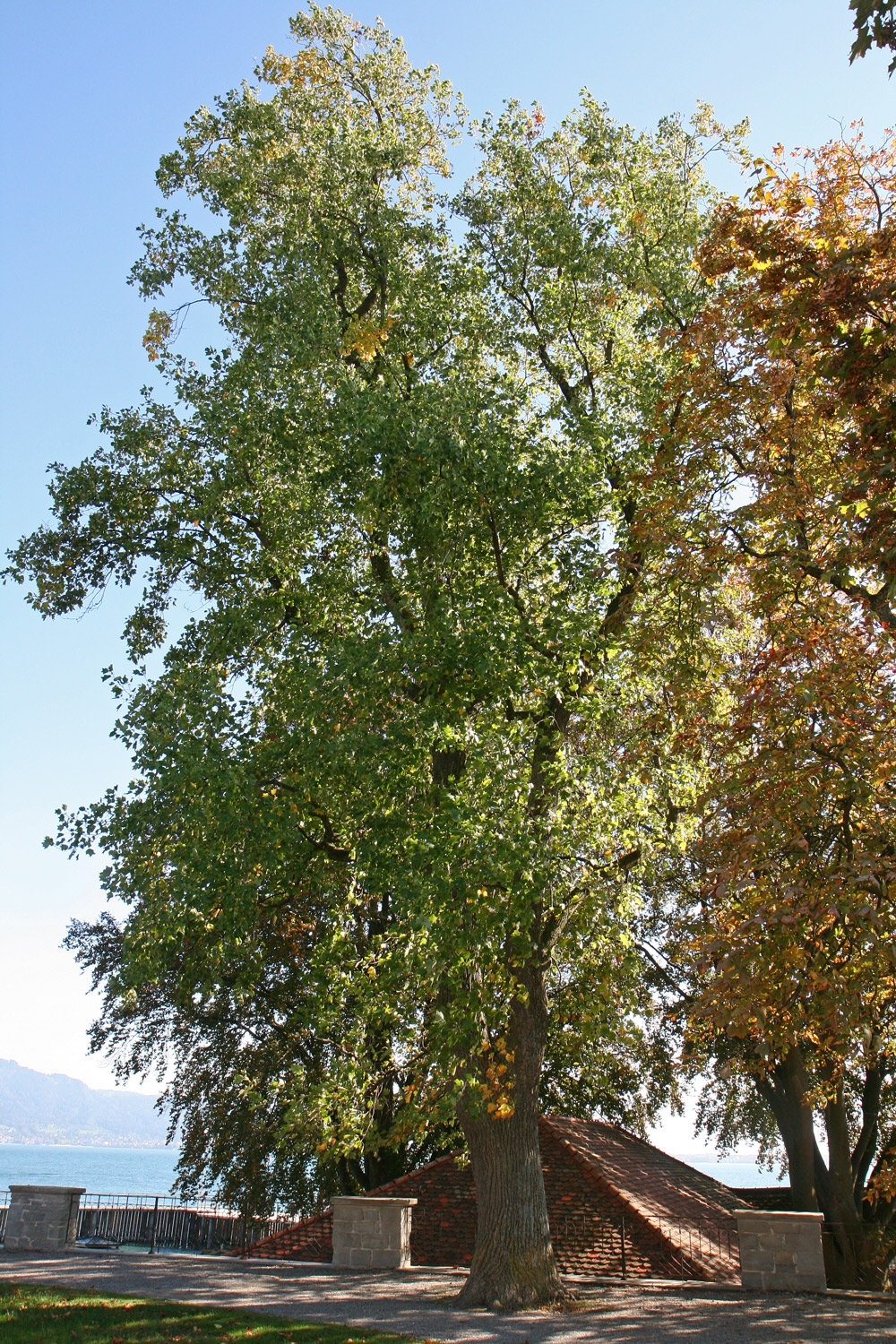 Liriodendron tulipifera - Lindau, Römerschanze - Okt. 2018