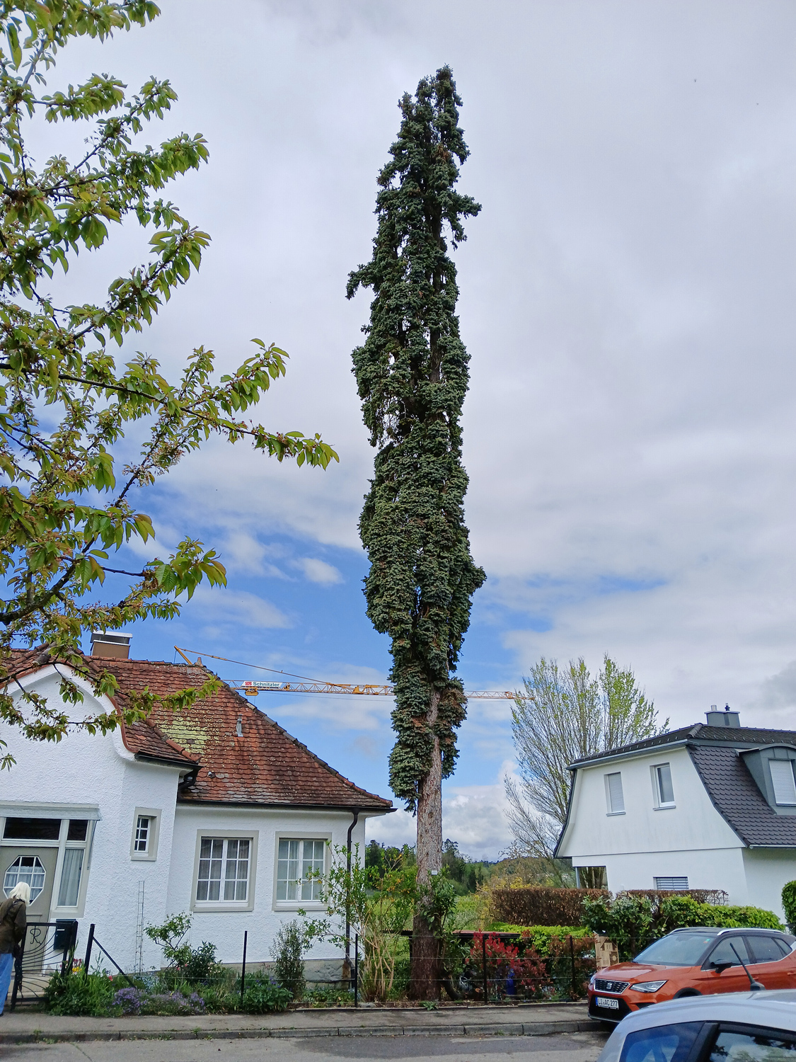 Picea pungens 'Columnaris' - Lindau-Bad Schachen - April 2025