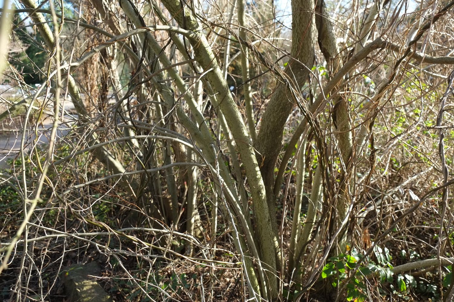 Ilex decidua (li männl., re weibl.) - Dresden Botanischer Garten - März 2014