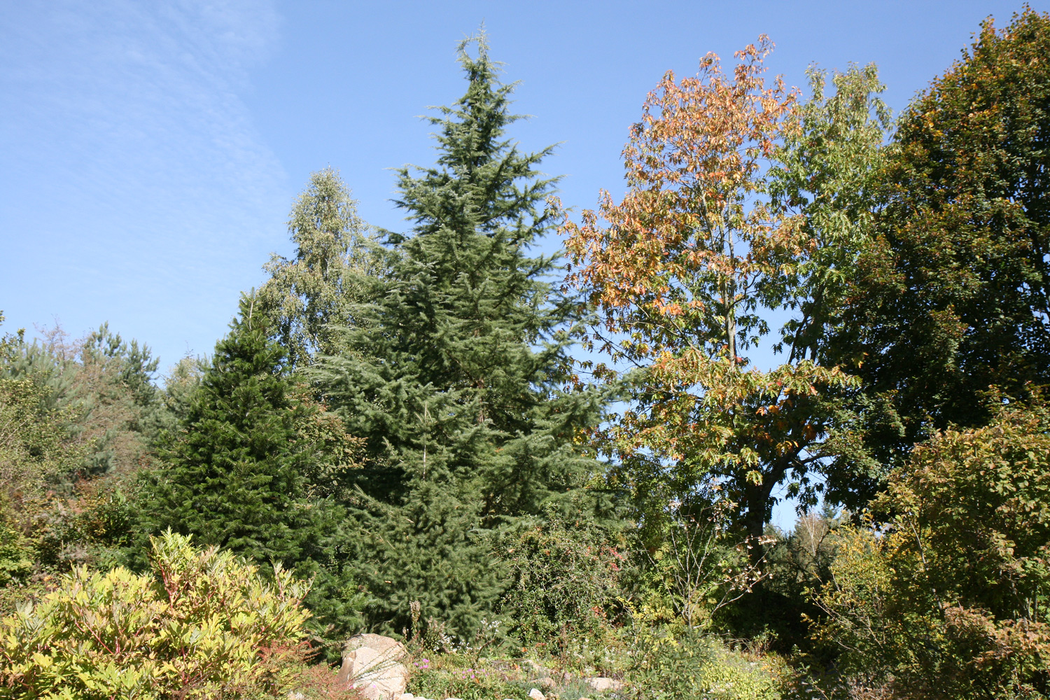 Cedrus deodara - Regensburg-Wiesent - Sept. 2018