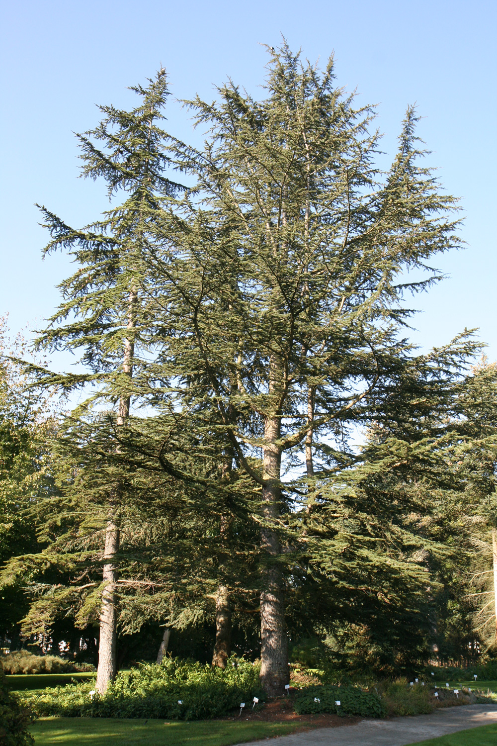 Cedrus libani - Regensburg - Sept. 2018