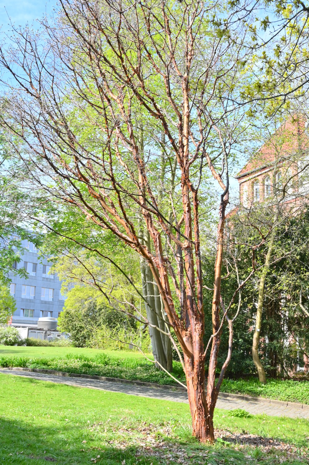 Acer griseum - Kiel, Alter Botanischer Garten - 2022