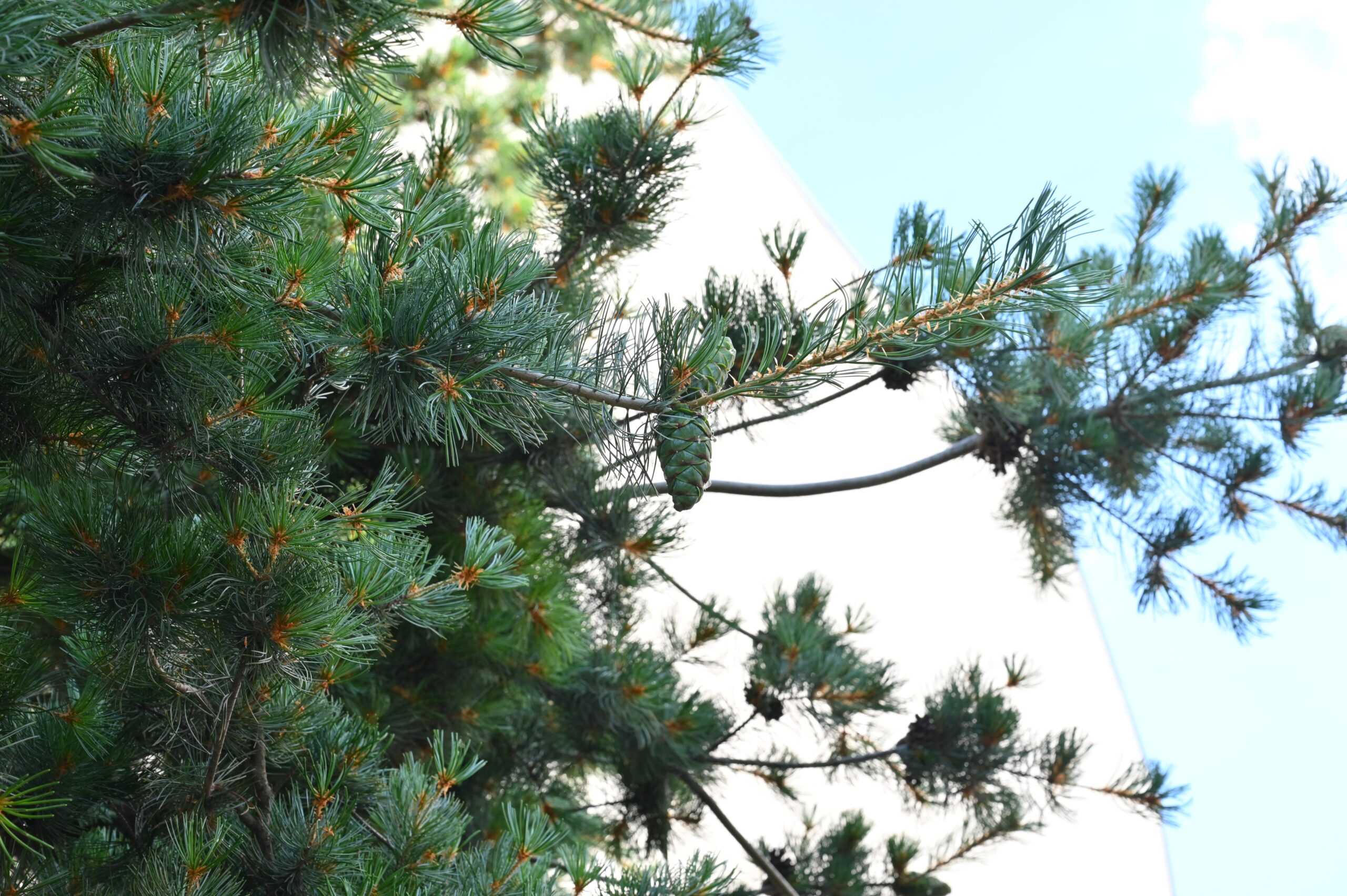 Pinus parviflora - Berlin-Spandau - 2022