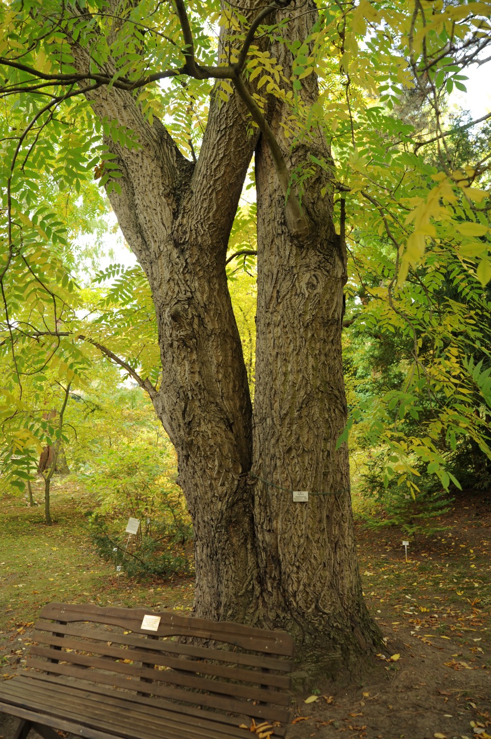 Juglans mandshurica - Botanischer Garten Jena - 2012