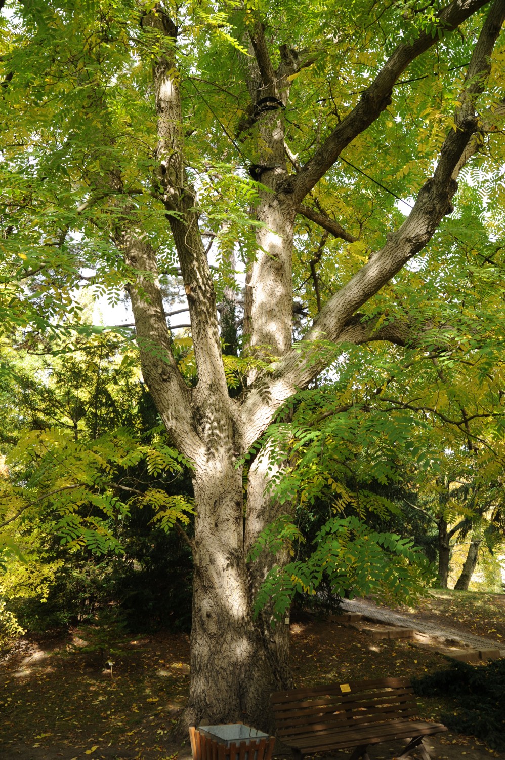 Juglans mandshurica - Botanischer Garten Jena - 2012