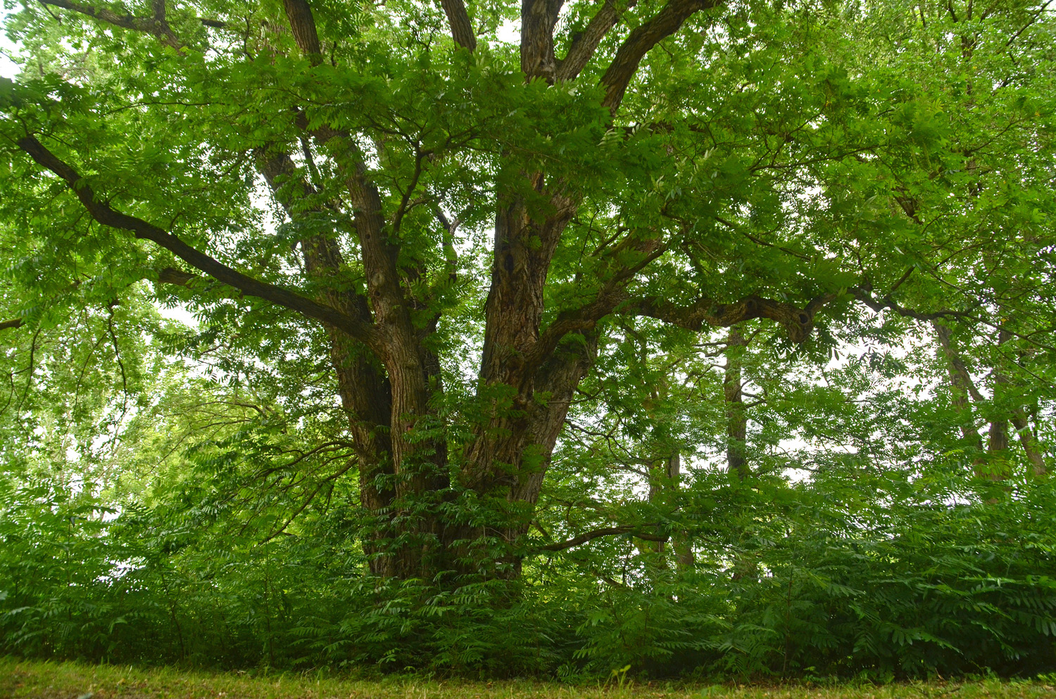 Pterocarya fraxinifolia - Stuttgart-Hohenheim - Juli 2023