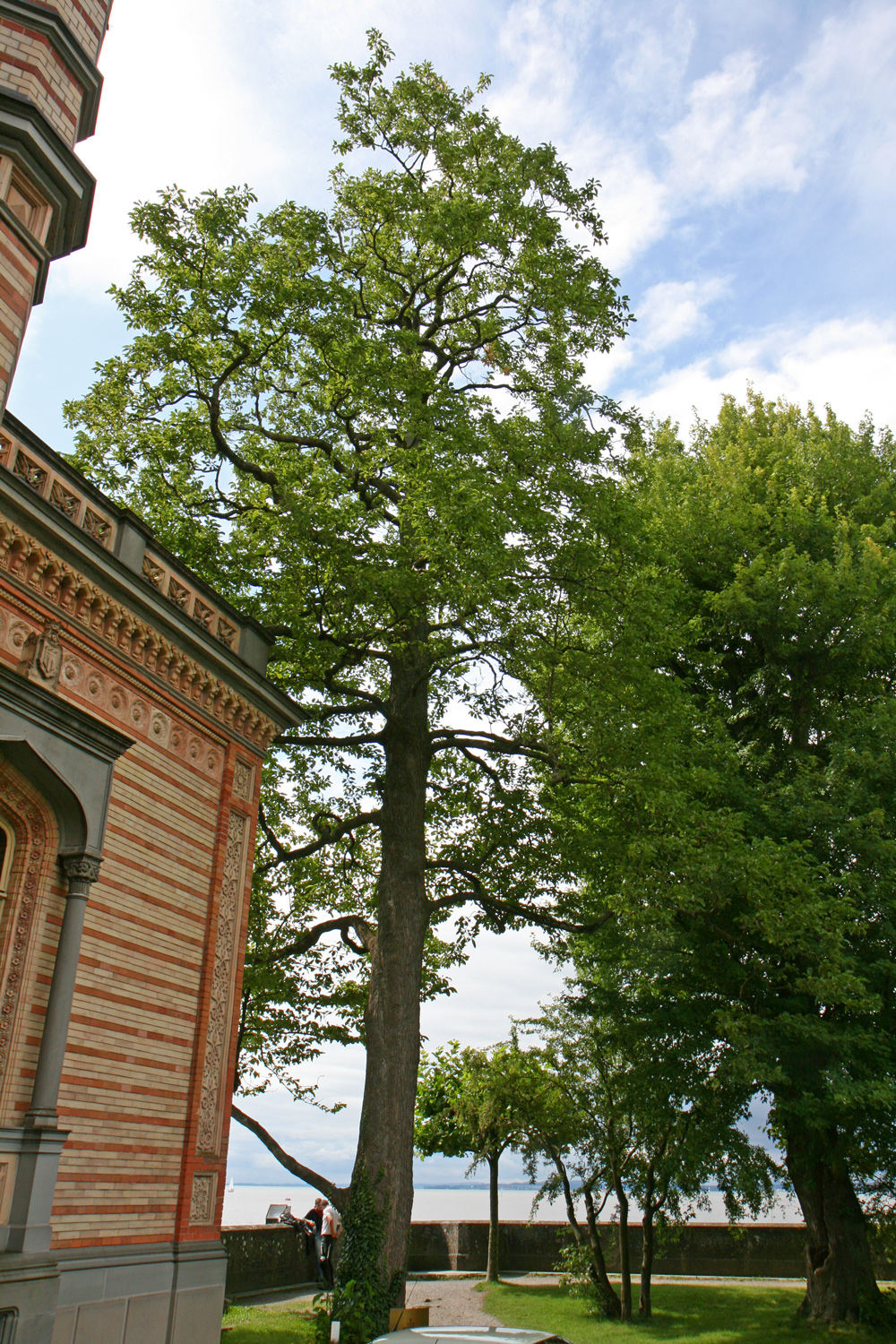 Magnolia acuminata - Langenargen - Juli 2014