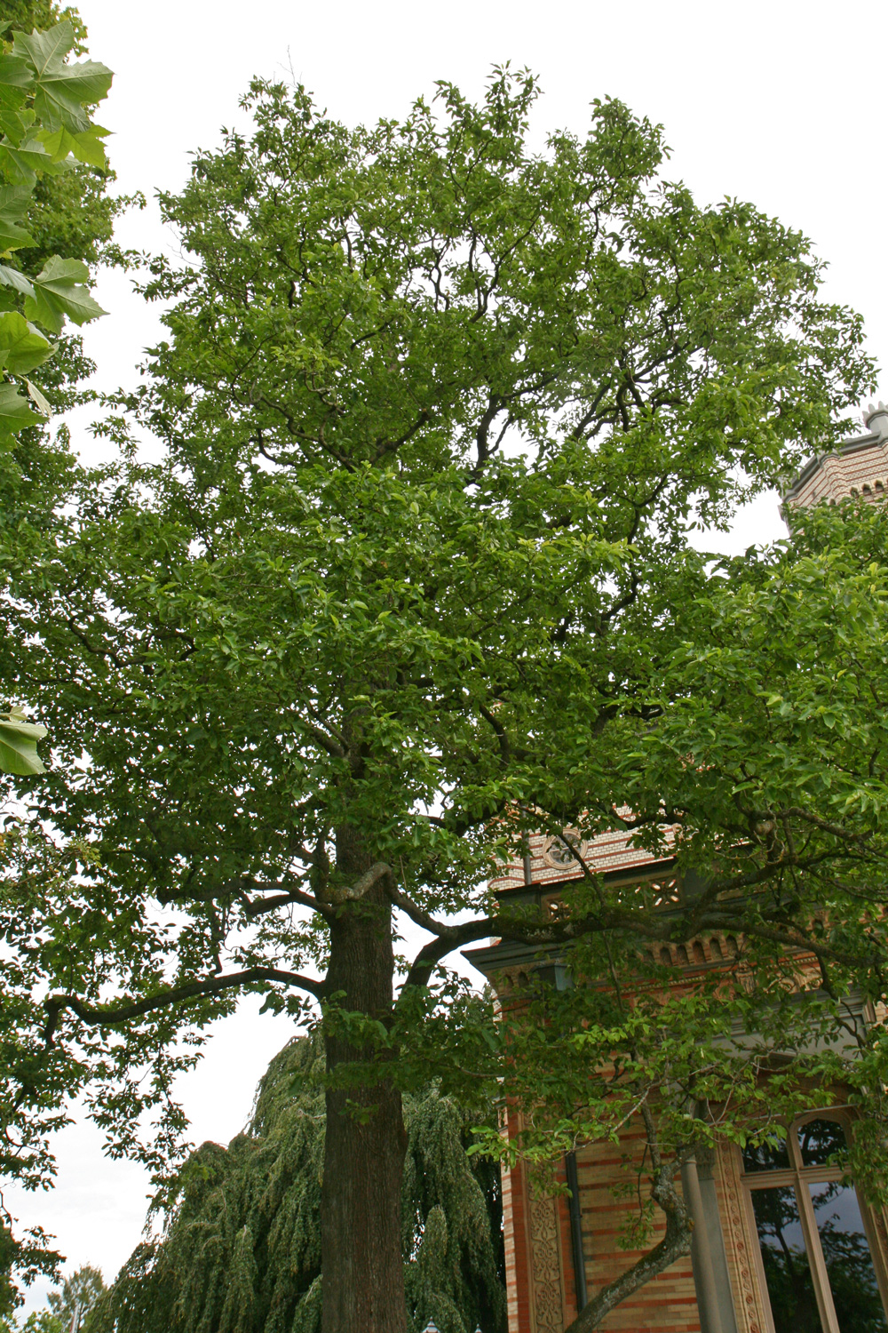 Magnolia acuminata - Langenargen - Juli 2014