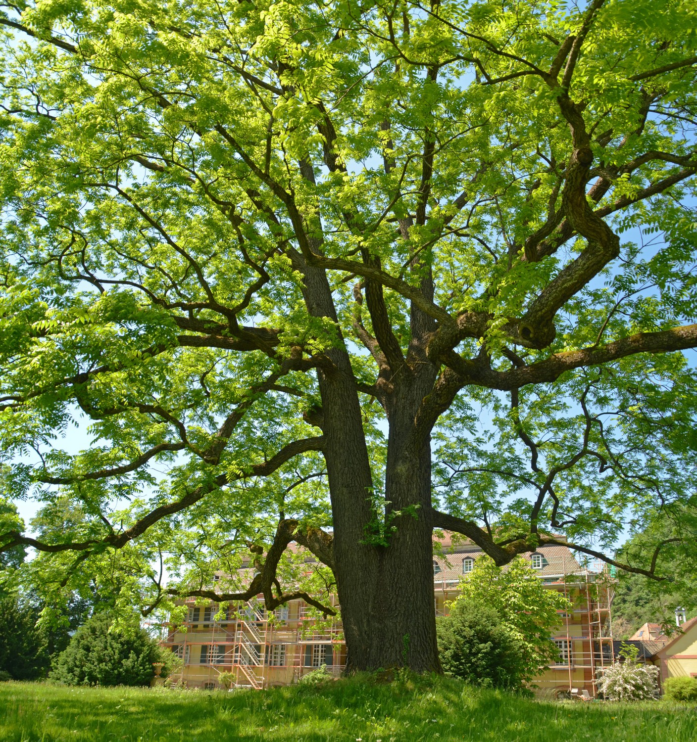 Juglans nigra - Freiburg-Ebnet - Mai 2022